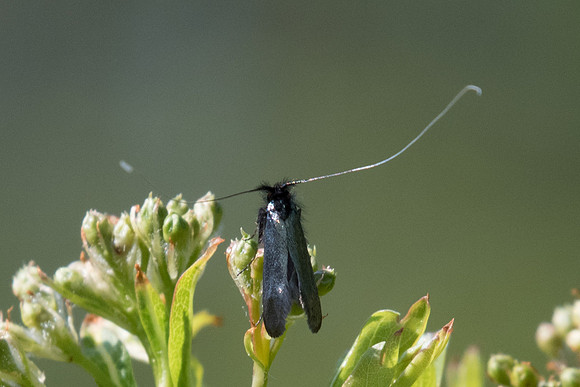 adela reaumurella - Fontainebleau