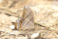 Lethe kansa-2316- Chiang Dao - 19/03/25