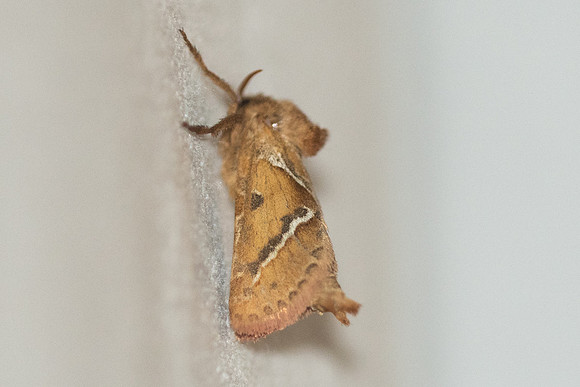 Triodia sylvina-8695- Castelnau de Guers - 1/10/22