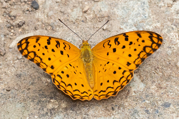 Phalanta phalantha phalantha-1592 - Chiang Dao - 17/03/24