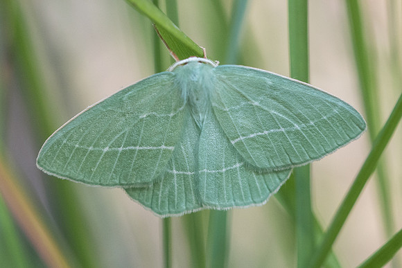 Hemistola chrysoprasaria - 6818 - Rimplas