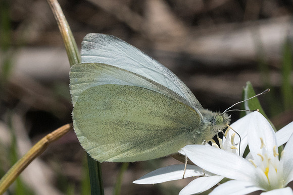 Pieris manii 6969 - Lac vistonida - 13/04/22