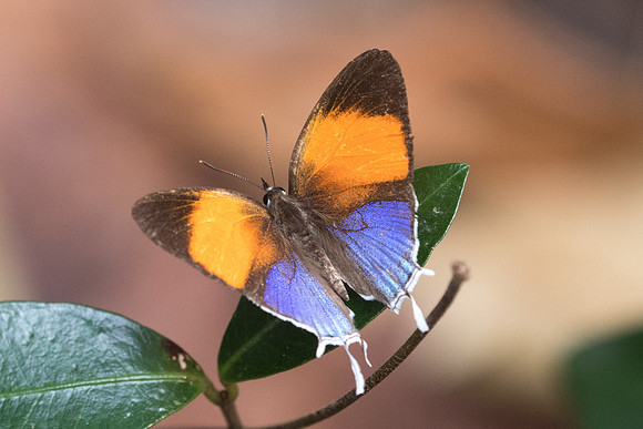 Drupadia ravindra-6504 - Doi-Suthep - 14/03/23