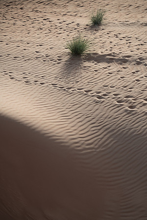 Désert Oman-5691
