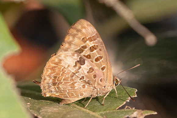 Arhopala hellenore -6794 - Doi-Suthep - 28/03/24