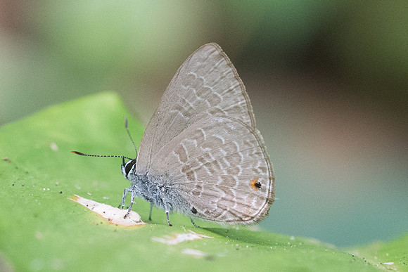 Anthene emolus emolus-5691 - Chiang Dao - 12/03/23