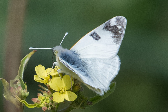 Euchloe belemia-8904 - Bolonia - 12/03/22