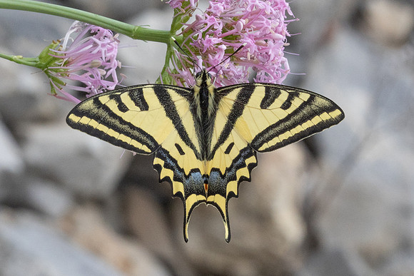 Papilio alexanor-0322