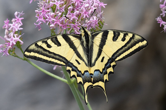 Papilio alexanor-0456