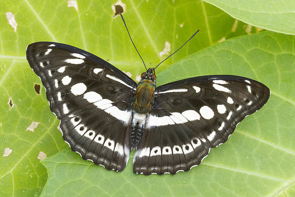 Limenitis asura-5169 - Huai Sai Lueang Waterfall - 24/03/24