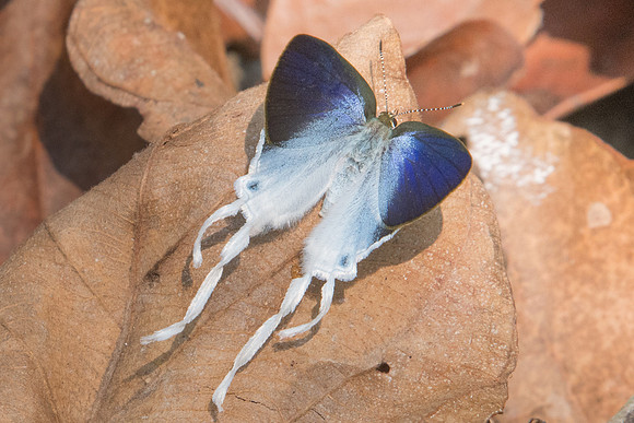 Zeltus amasa-3116 - Doi Suthep - 8/03/23