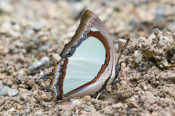Polyura jalysus-2509 - Chiang Dao - 15/11/23