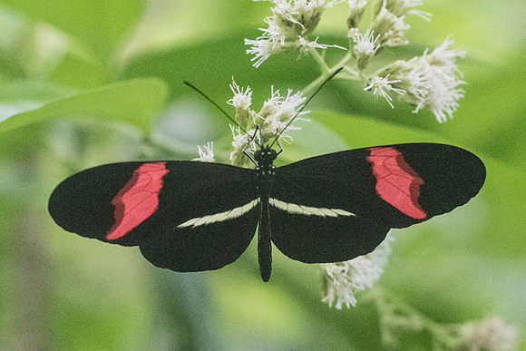 Heliconius erato petiverana-1119