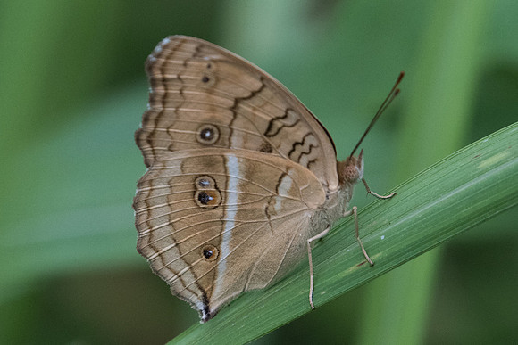Junonia almana-2762- Koh samui -  19/03/23
