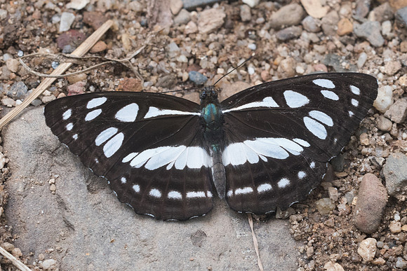 Phaedyma columella-1762 - Chiang Dao - 16/11/23