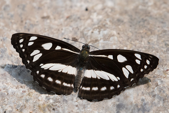 Phaedyma columella-3561 - Doi Suthep - 8/03/23