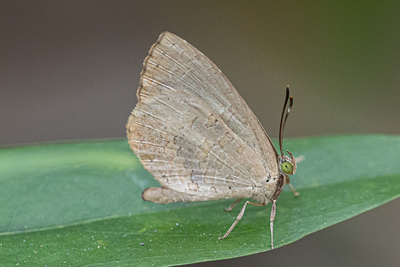 Miletus chinensis learchus id--6271 - Doi-Suthep - 26/03/24