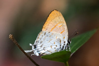 Drupadia ravindra - 6507 - Doi-Suthep - 14/03/23