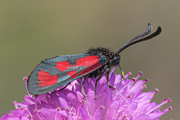Zygaena loti-5462 - Rimplas - 26/06/21