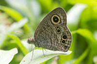 Ypthima baldus baldus-1812 - Chiang Dao - 16/11/23