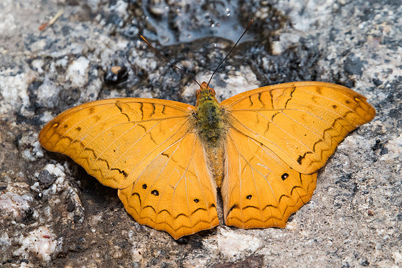 Vindula erota-3717 - Doi-Suthep - 8/03/23