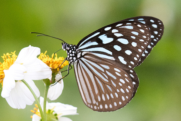 Ideopsis similis persimilis-2904- Koh samui -  19/03/23