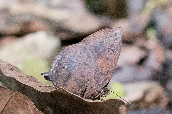 Amblypodia narada taooana-7180 - Khao Phanom Bencha National Park - 28/11/23