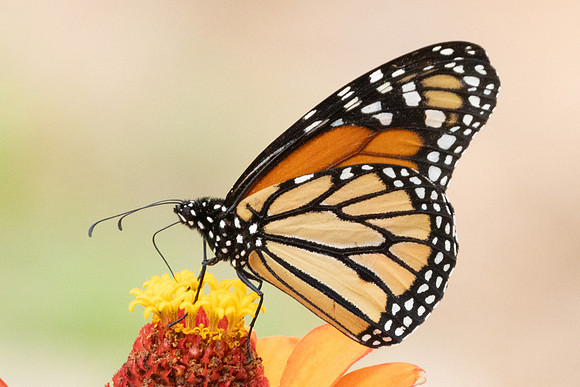 Danaus plexippus-4535 - Chicamocha - 10/06/24