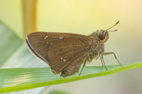 Caltoris bromus-6650- Chiang mai - 29/03/25