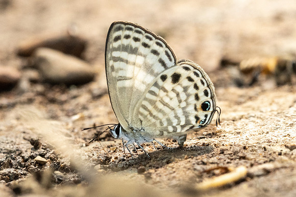 Nacaduba angusta albida-3181 - Chiang Dao - 19/03/24