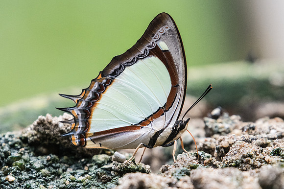 Polyura jalysus-2535- Chiang Dao - 15/11/23