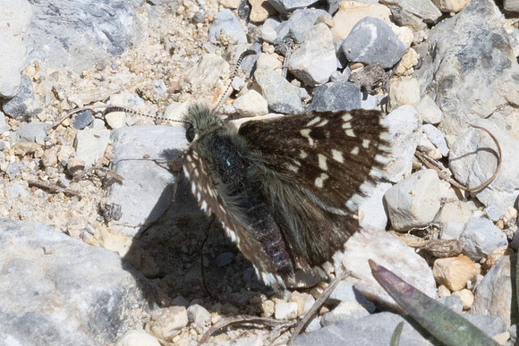 Pyrgus andromedae-2330 - Col de l'Izoard - 27/06/25