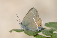 Satyrium spini-8555 - Puits de Rians - 3/06/25