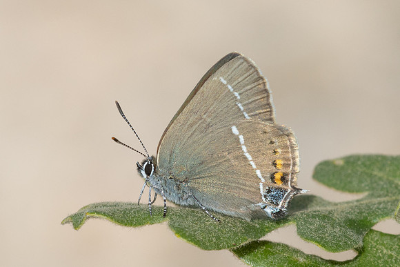 Satyrium spini-8555 - Puits de Rians - 3/06/25