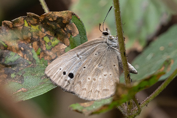 Caerulea coeligena chengmaica-3992 - Doi Pha Hom Pok - 20/03/24