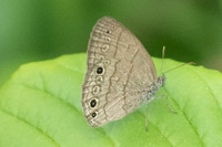 Hermeuptychia sosybius-1430