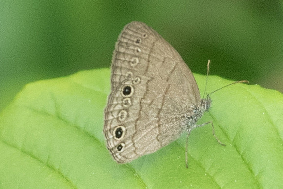 Hermeuptychia sosybius-1430