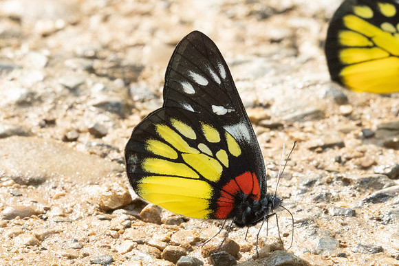 Delias pasithoe-1179 - Chiang Dao - 17/03/24