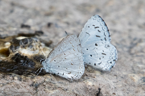 Udara dilecta id --2136 - Doi-Suthep - 8/03/23