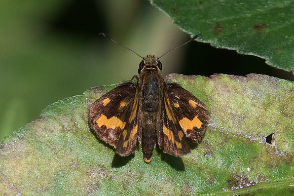 potanthus omaha id--7912 - Chiang Dao - 14/11/23