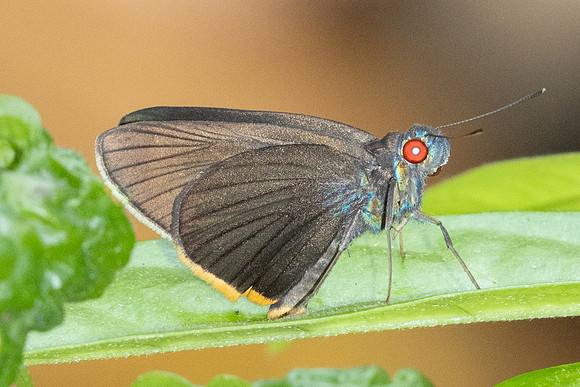 Matapa sasivarna -7069 - Doi-Suthep - 28/03/24