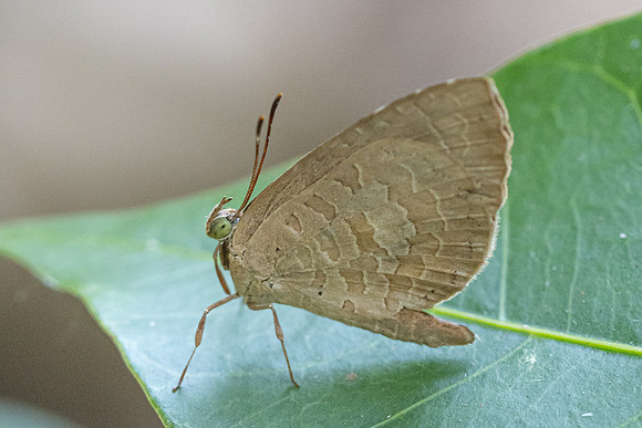 Miletus chinensis learchus id--6274 - Doi-Suthep - 26/03/24