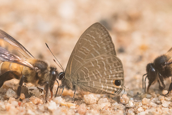 Nacaduba beroe id--8344 - Chiang Dao - 11/03/23
