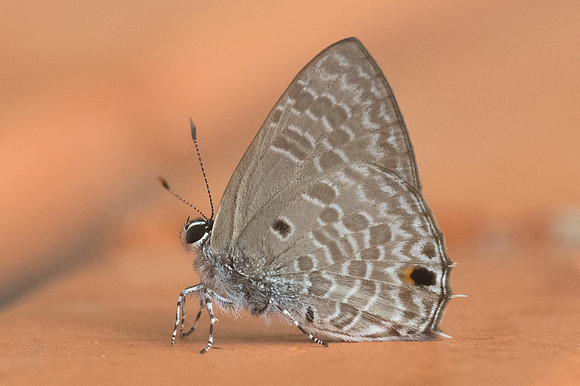 Anthene lycaenina lycambes-9943 - Ayutthaya - 24/03/23