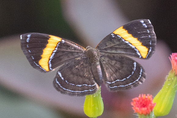 Crocozona pheretima-4336