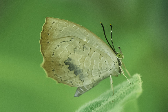 Miletus shania-3365 - Chiang Rai - 20/11/23