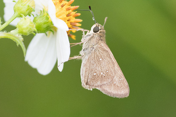 Pelopidas subochracea-6757 - Krabi - 26/11/23