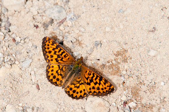 Butterfly Canada 4