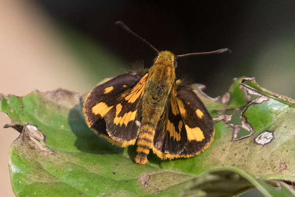 Potanthus nesta-5180 - Doi Suthep - 9/03/2023