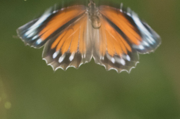 Elymnias hypermnestra-1575 - Chiang Dao - 14/11/23